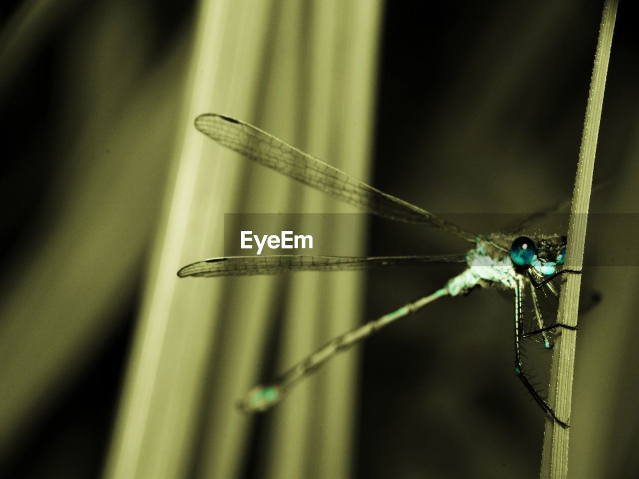 CLOSE-UP OF DRAGONFLY ON GROUND