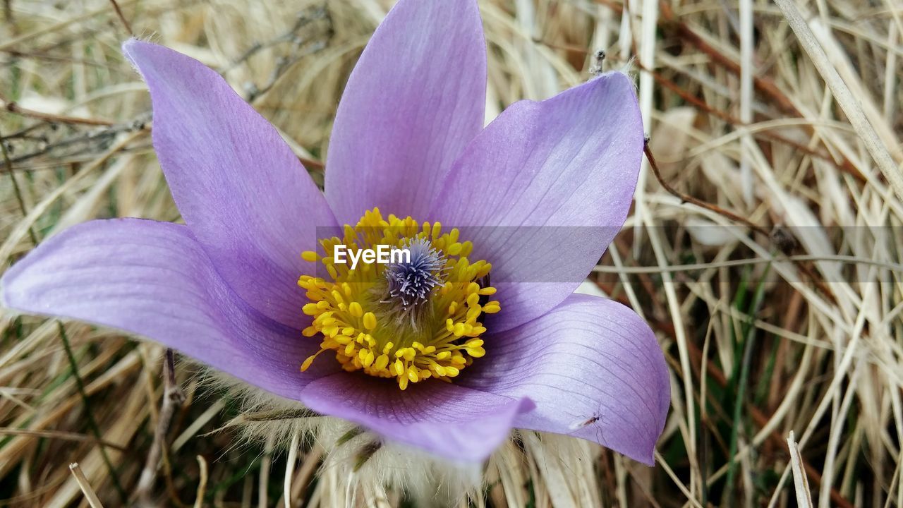 Close-up of purple flower growing on field