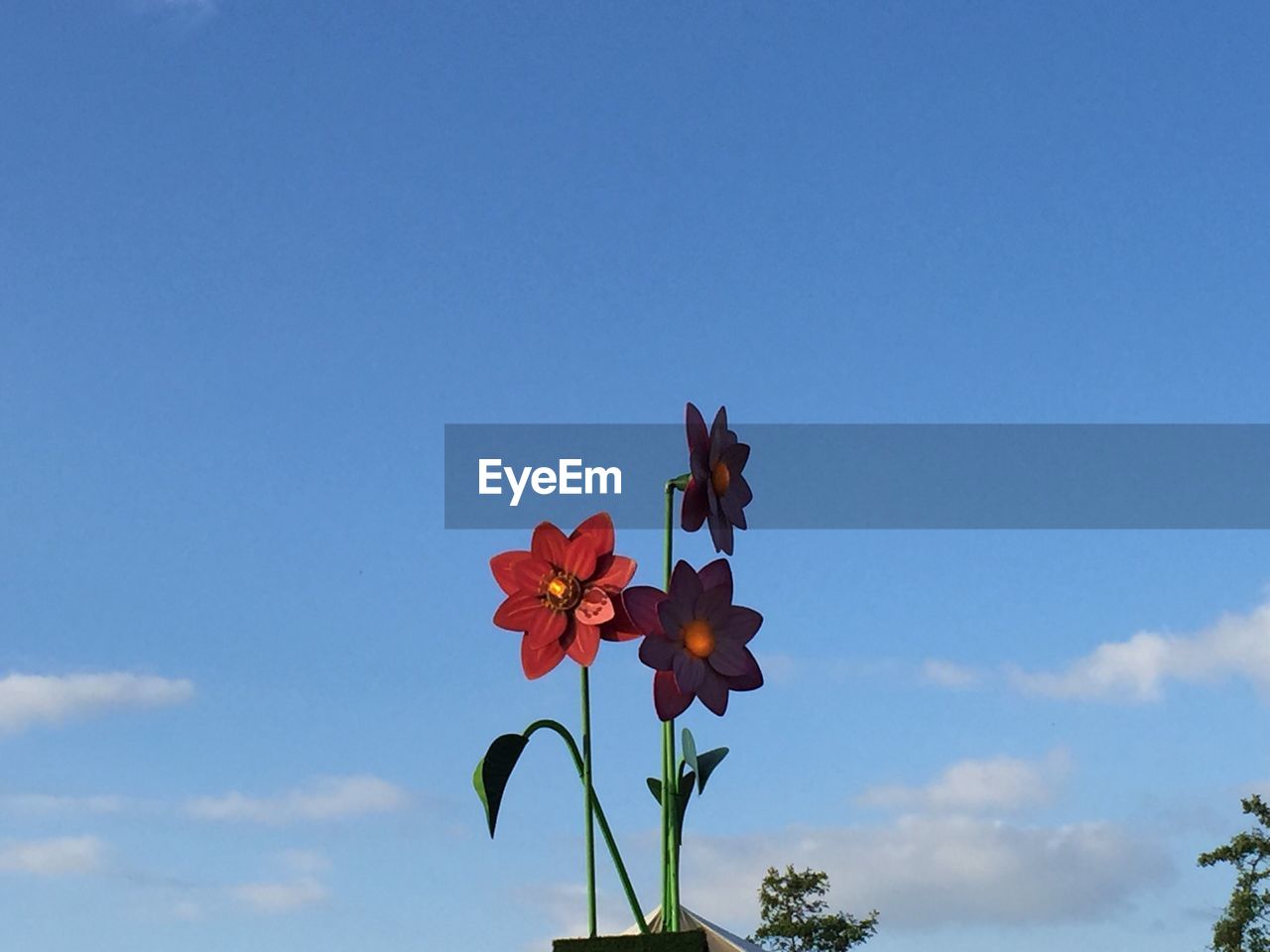 Low angle view of flowers against blue sky