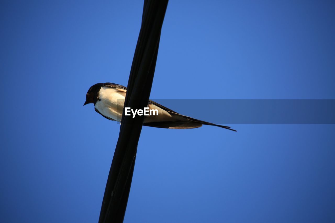 Directly below shot of swallow perching on cable against clear blue sky