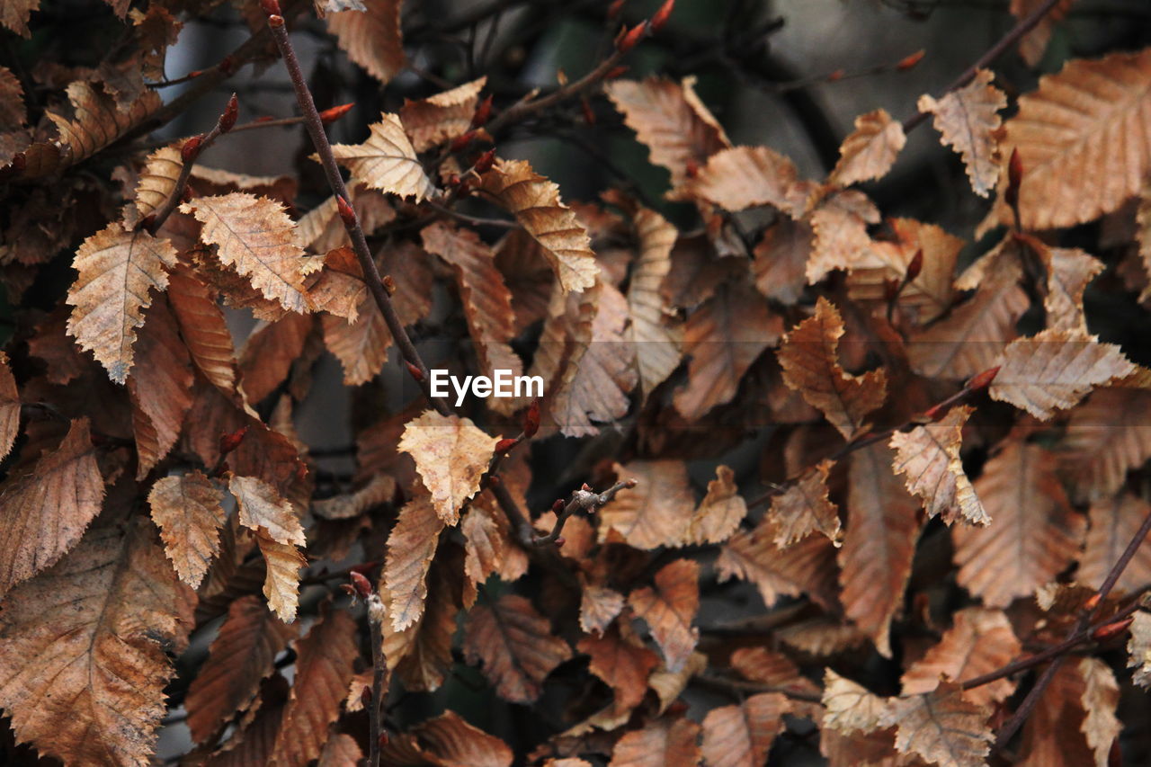 Close-up of dry leaves on tree