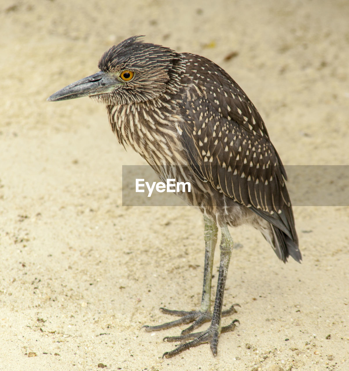 CLOSE-UP OF A BIRD ON SAND