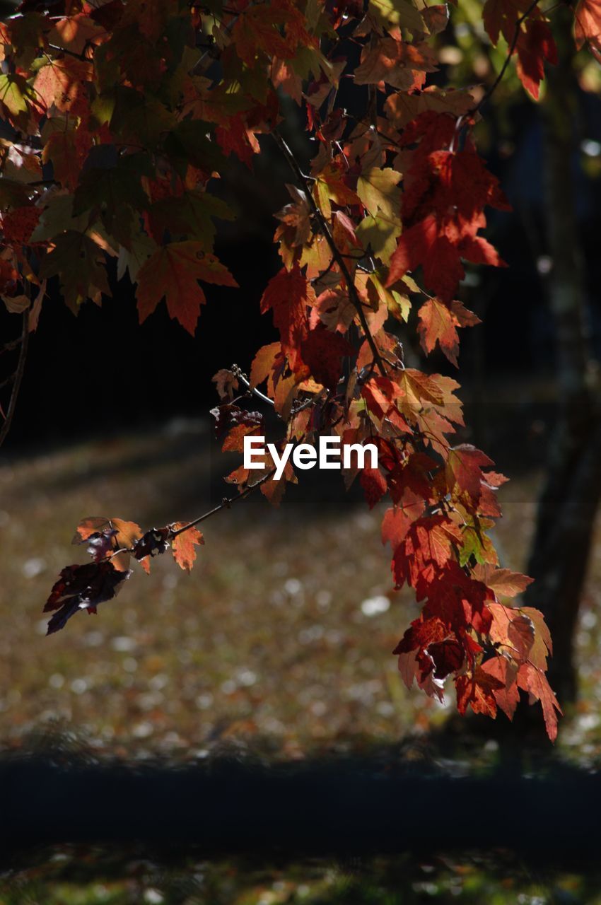 Close-up of maple leaves on tree