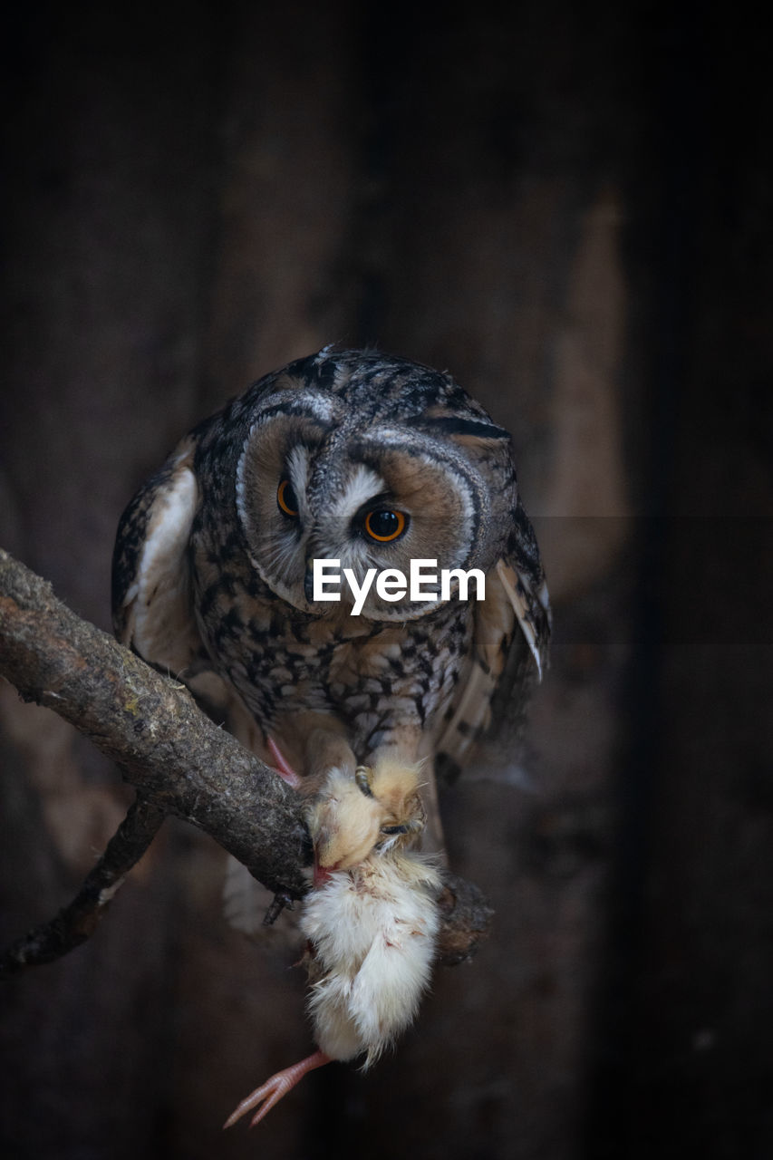 Close-up of owl perching on branch