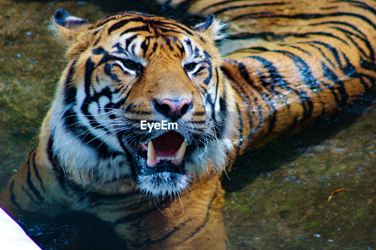 PORTRAIT OF TIGER IN ZOO