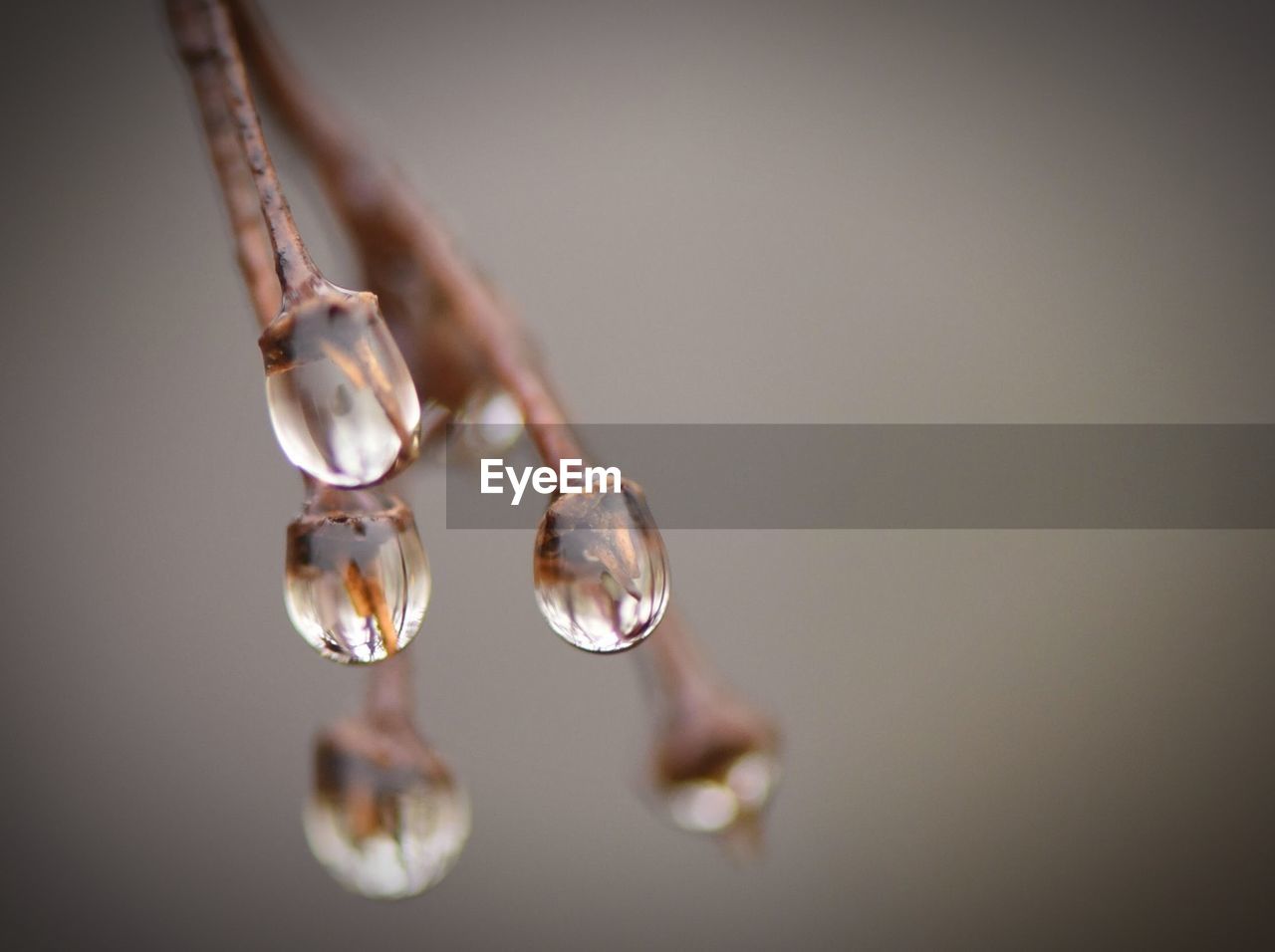 CLOSE-UP OF WATER DROP ON BRANCH