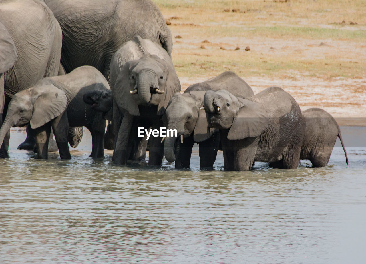 VIEW OF ELEPHANT IN LAKE