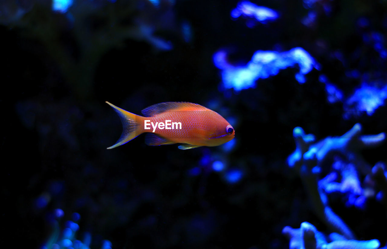 CLOSE-UP OF FISH SWIMMING UNDERWATER