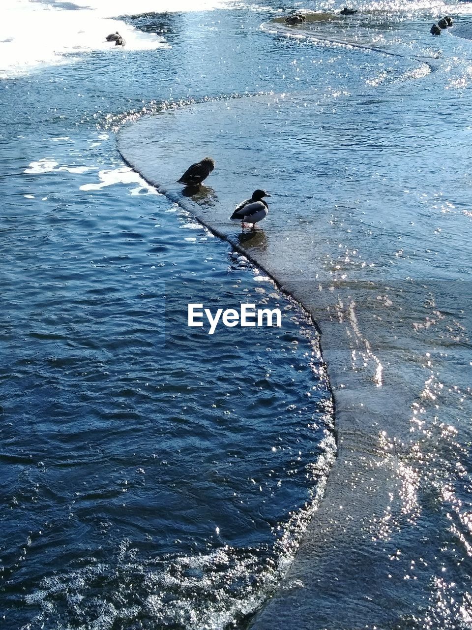 HIGH ANGLE VIEW OF DUCK SWIMMING IN SEA