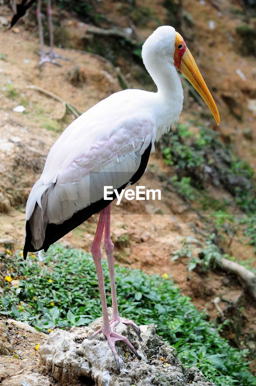 CLOSE-UP OF BIRD PERCHING ON A LAND