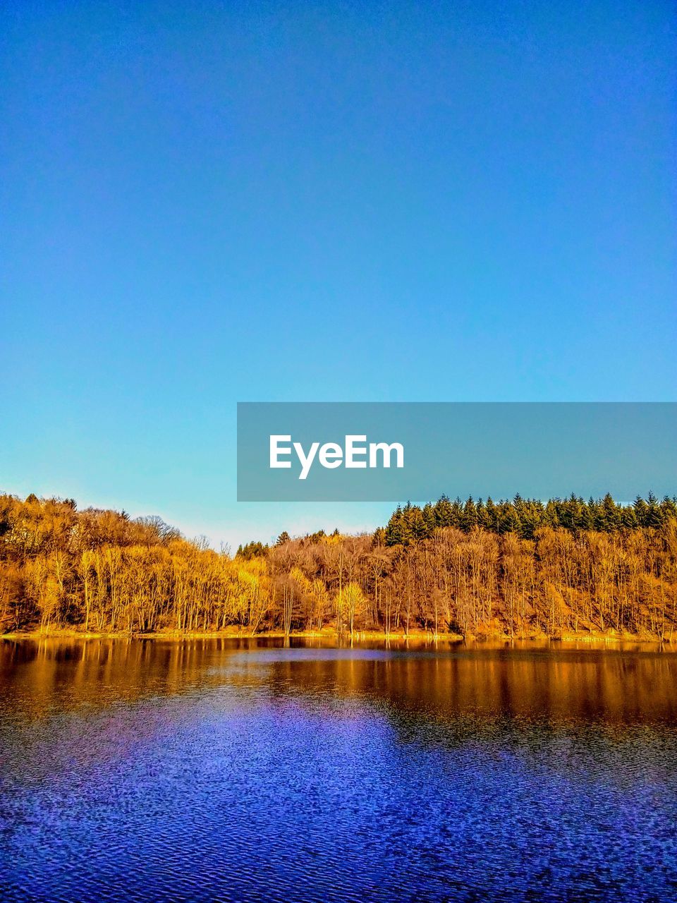 SCENIC VIEW OF LAKE BY TREES AGAINST CLEAR BLUE SKY