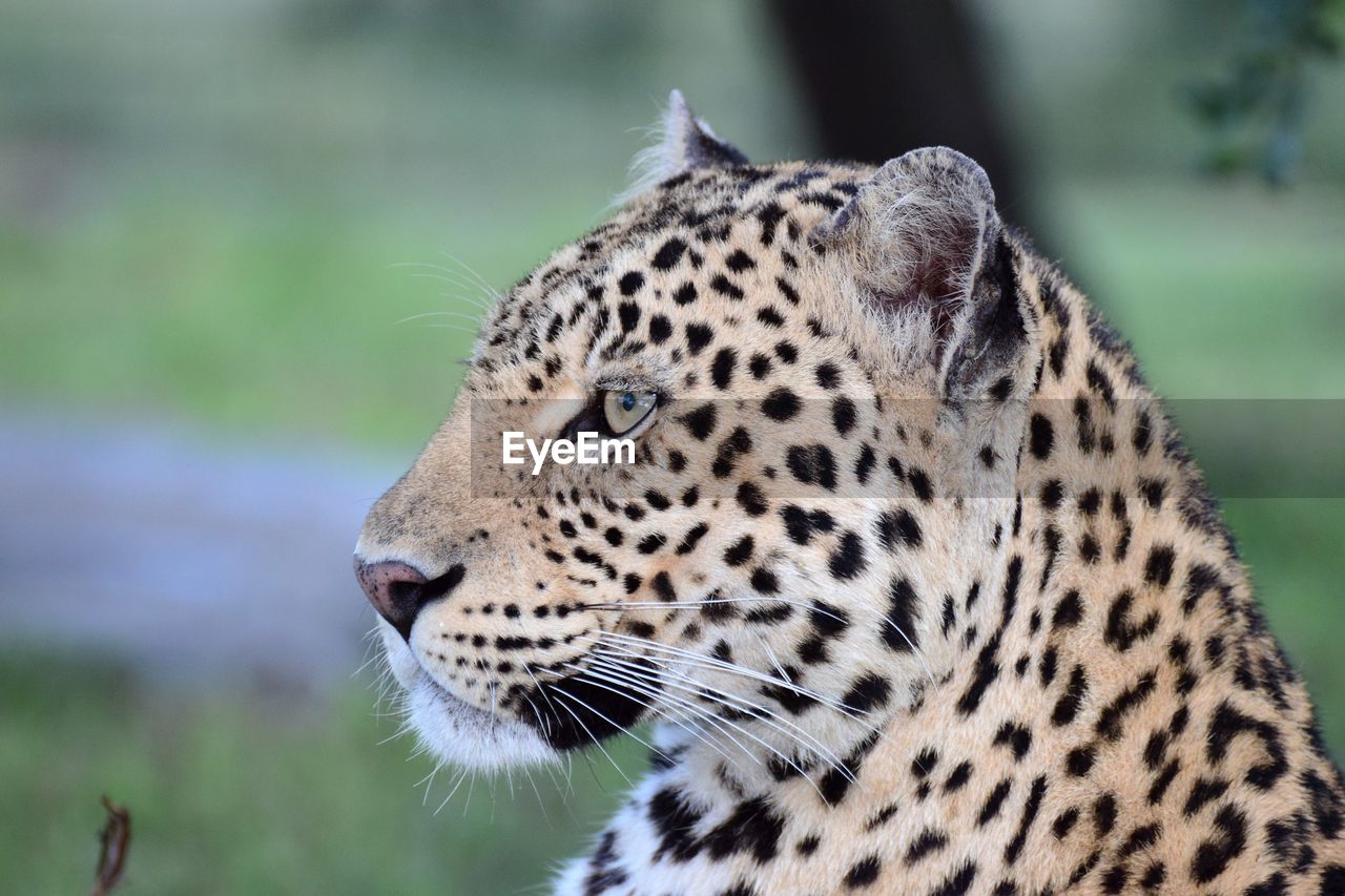 Close-up of leopard