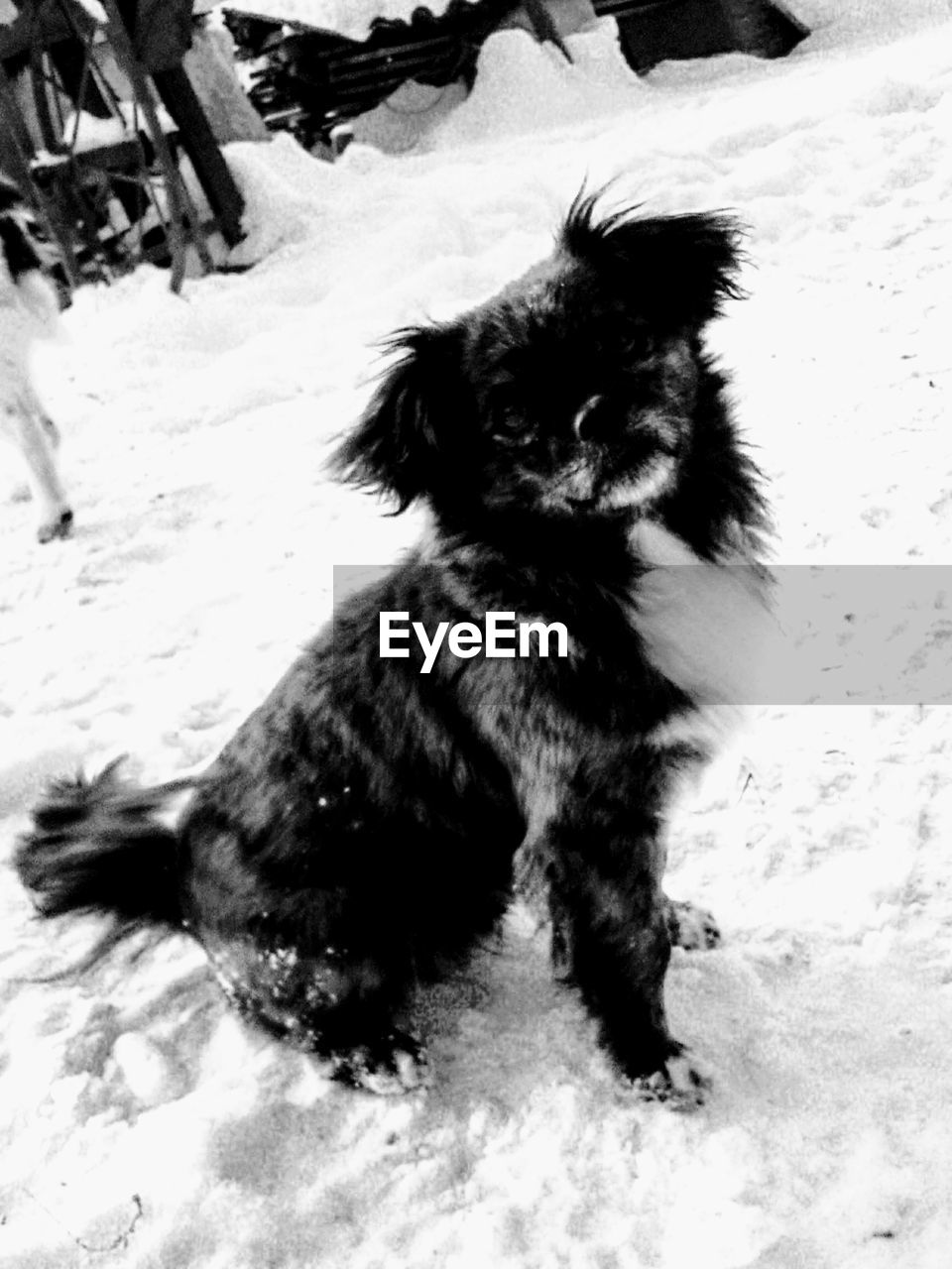 HIGH ANGLE VIEW OF DOG SITTING ON SNOW COVERED LANDSCAPE