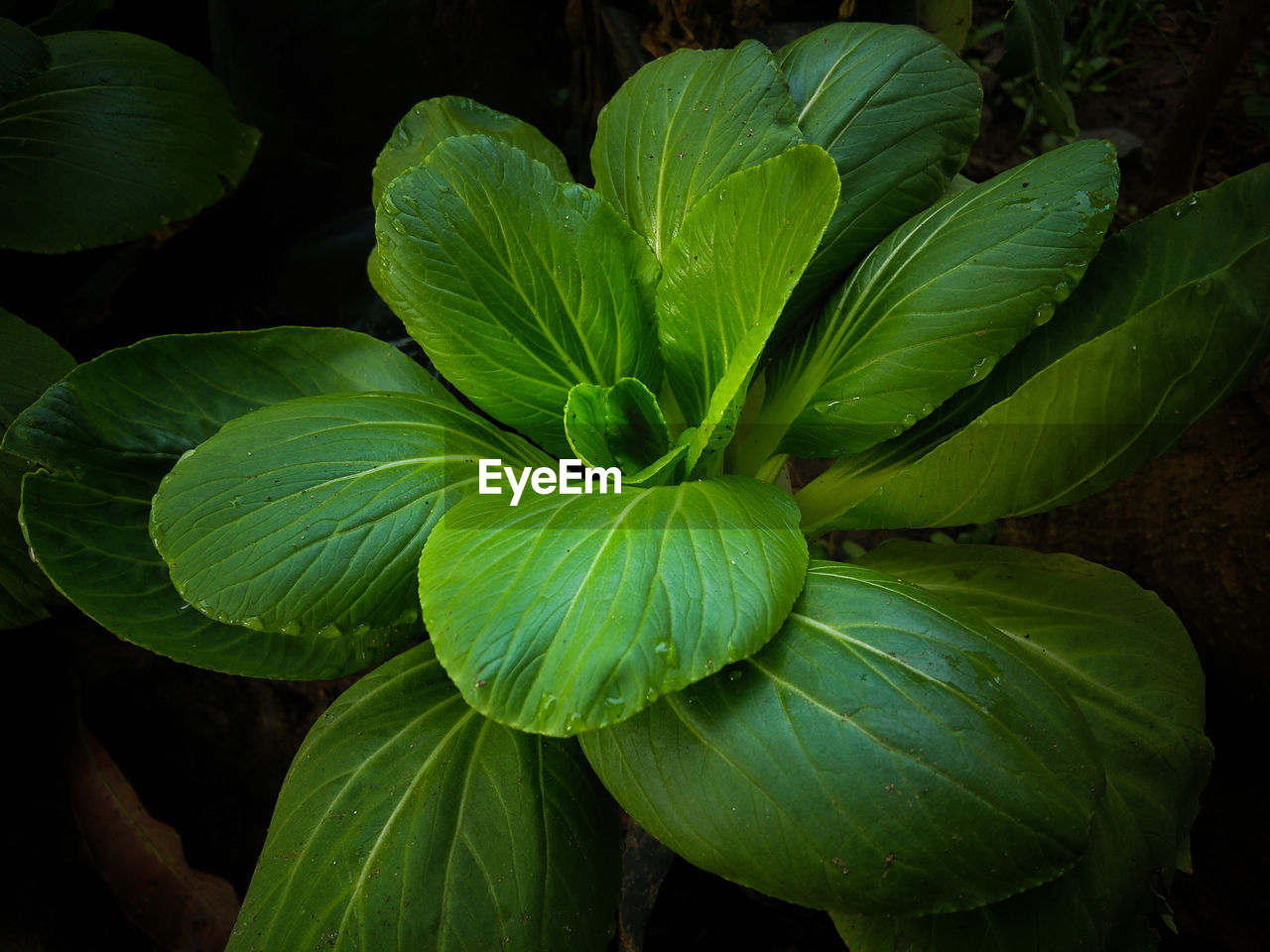 CLOSE-UP OF GREEN LEAVES ON PLANT