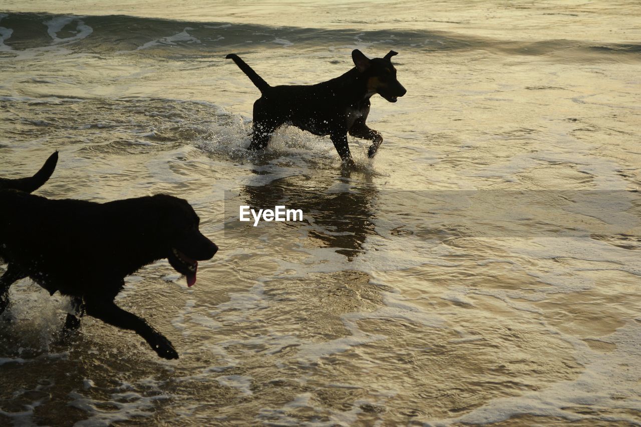 Dog running on beach