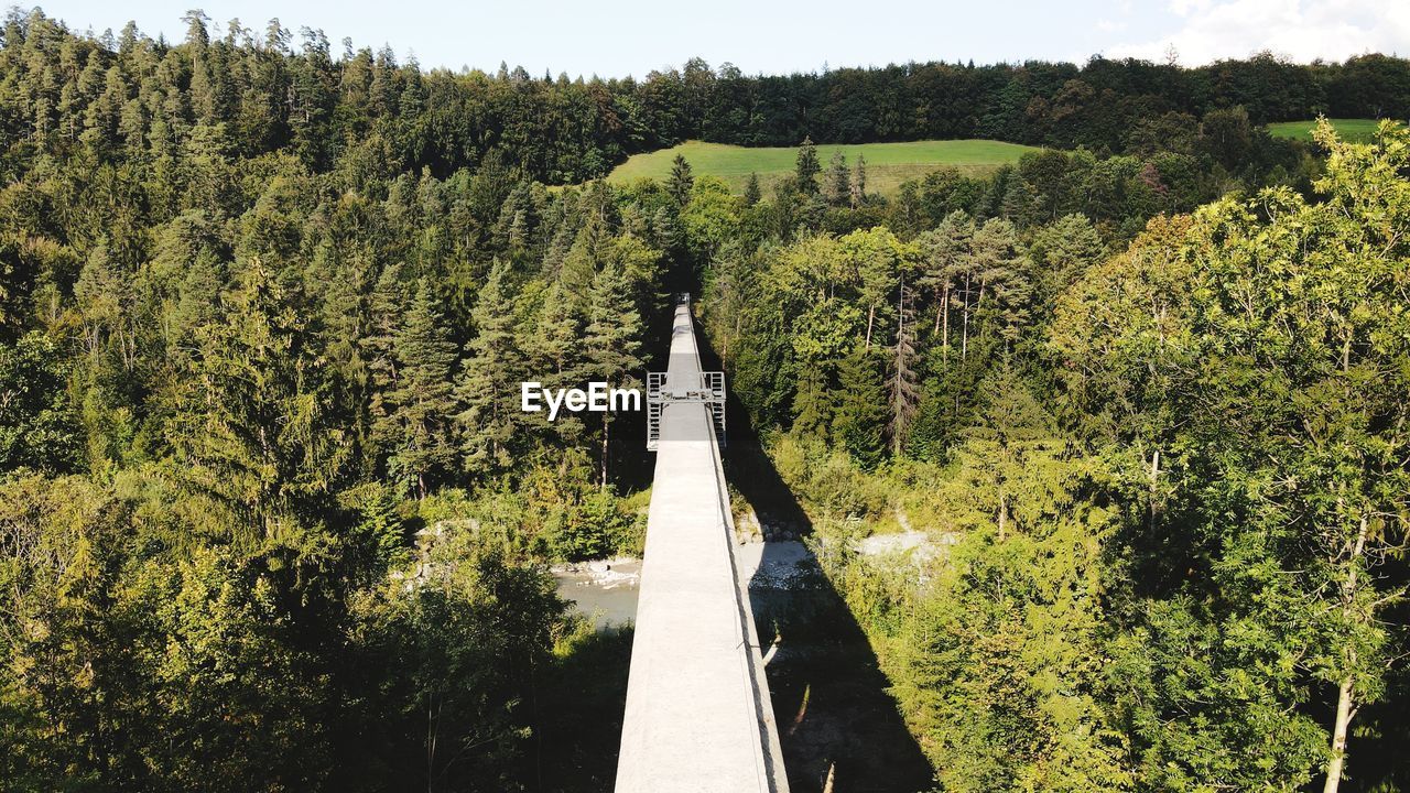 Scenic view of forest