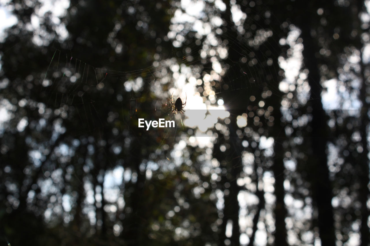 CLOSE-UP OF SPIDER WEB ON TREE