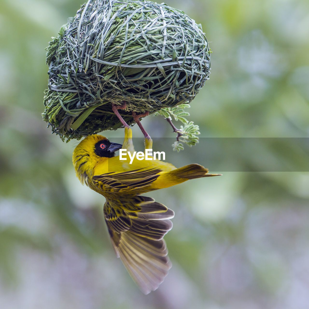 Close-up of bird on nest