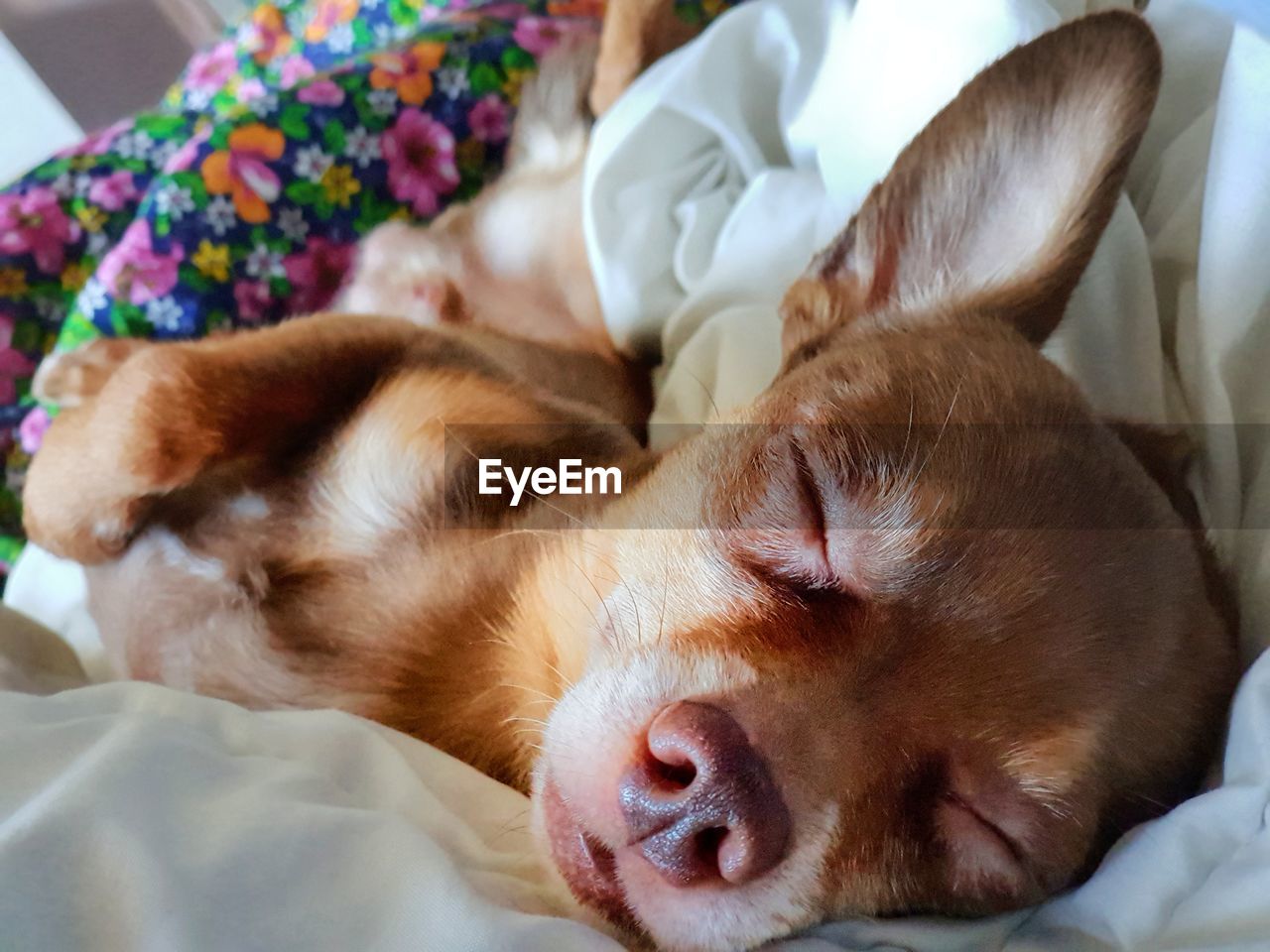 CLOSE-UP OF A DOG SLEEPING