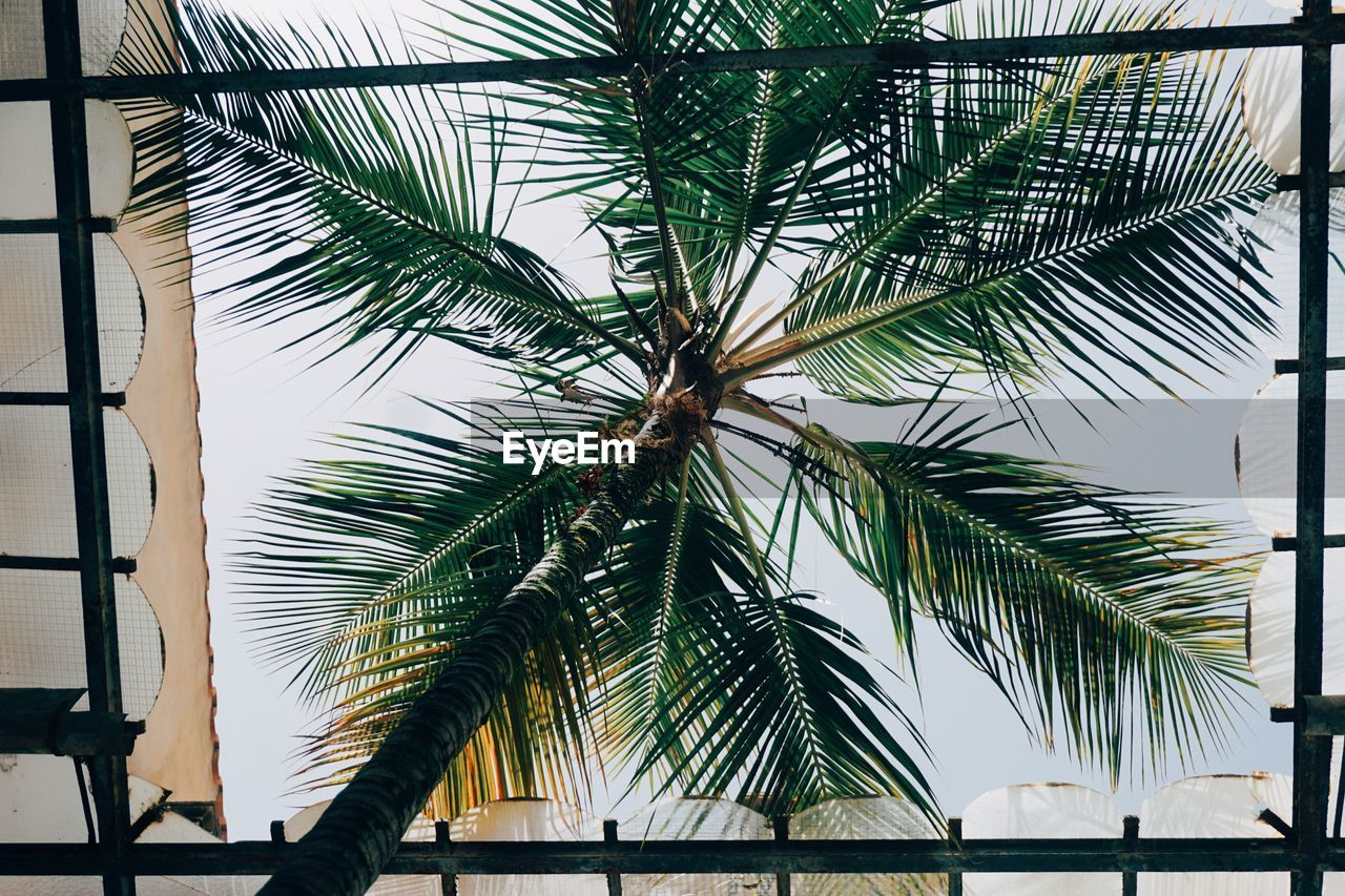 Low angle view of palm trees