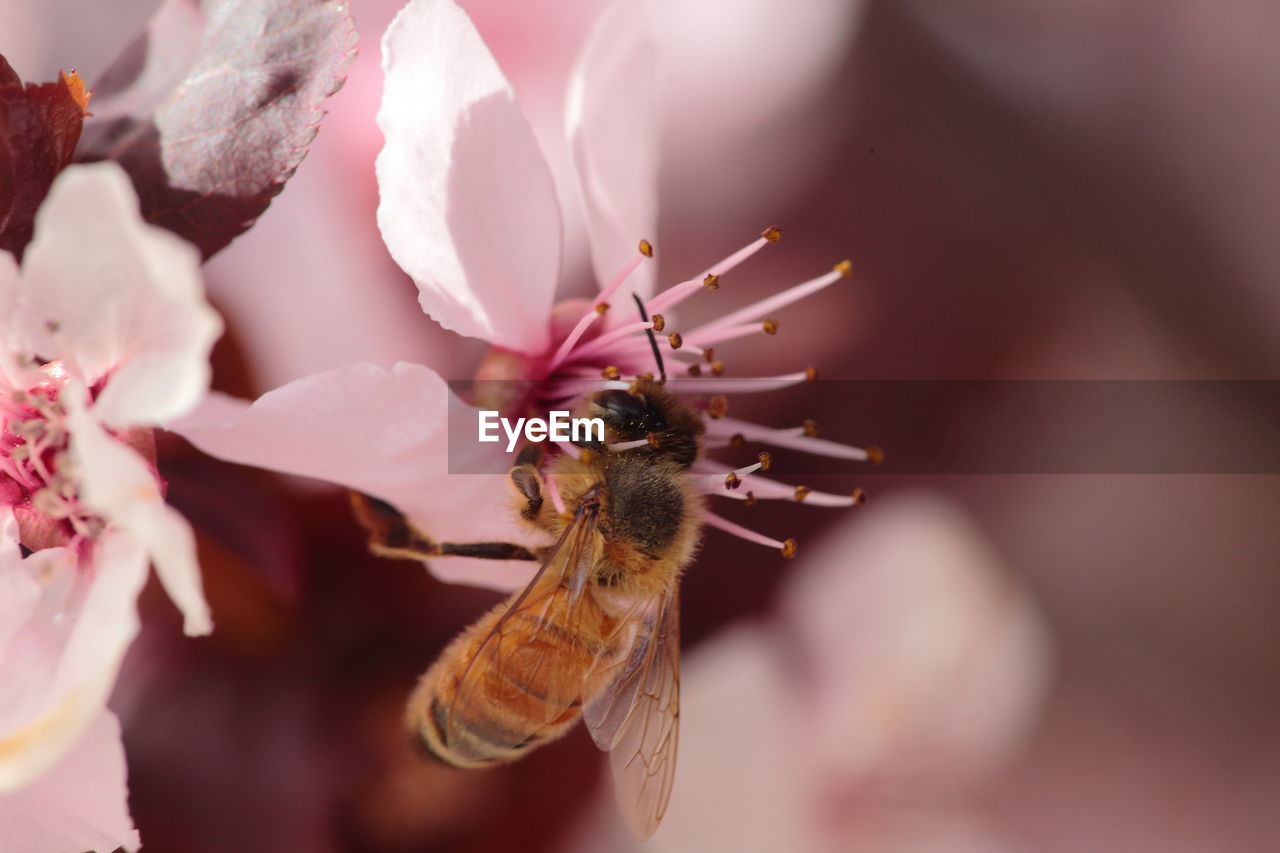 BEE ON FLOWER