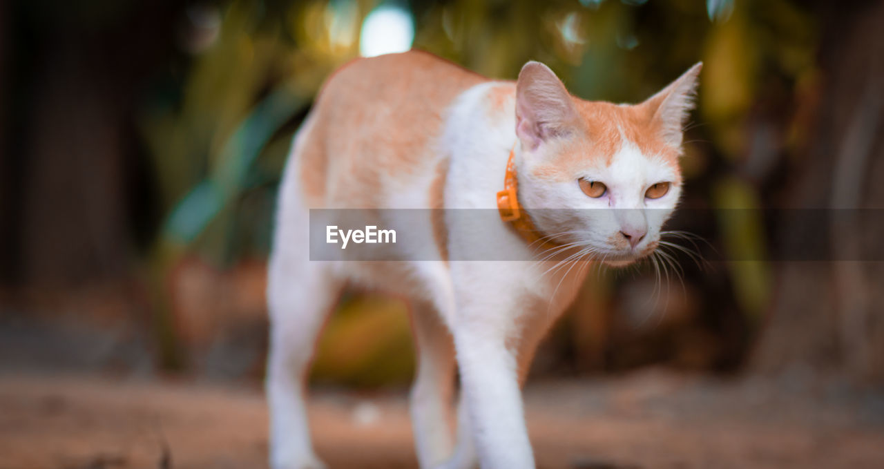 CLOSE-UP OF A CAT