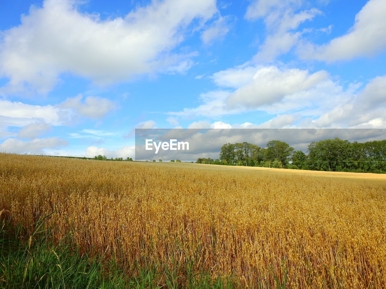 VIEW OF FIELD AGAINST SKY