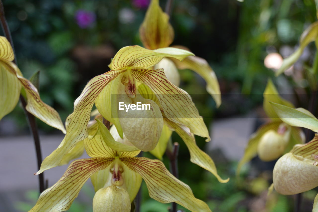 Close-up of yellow flowering plant