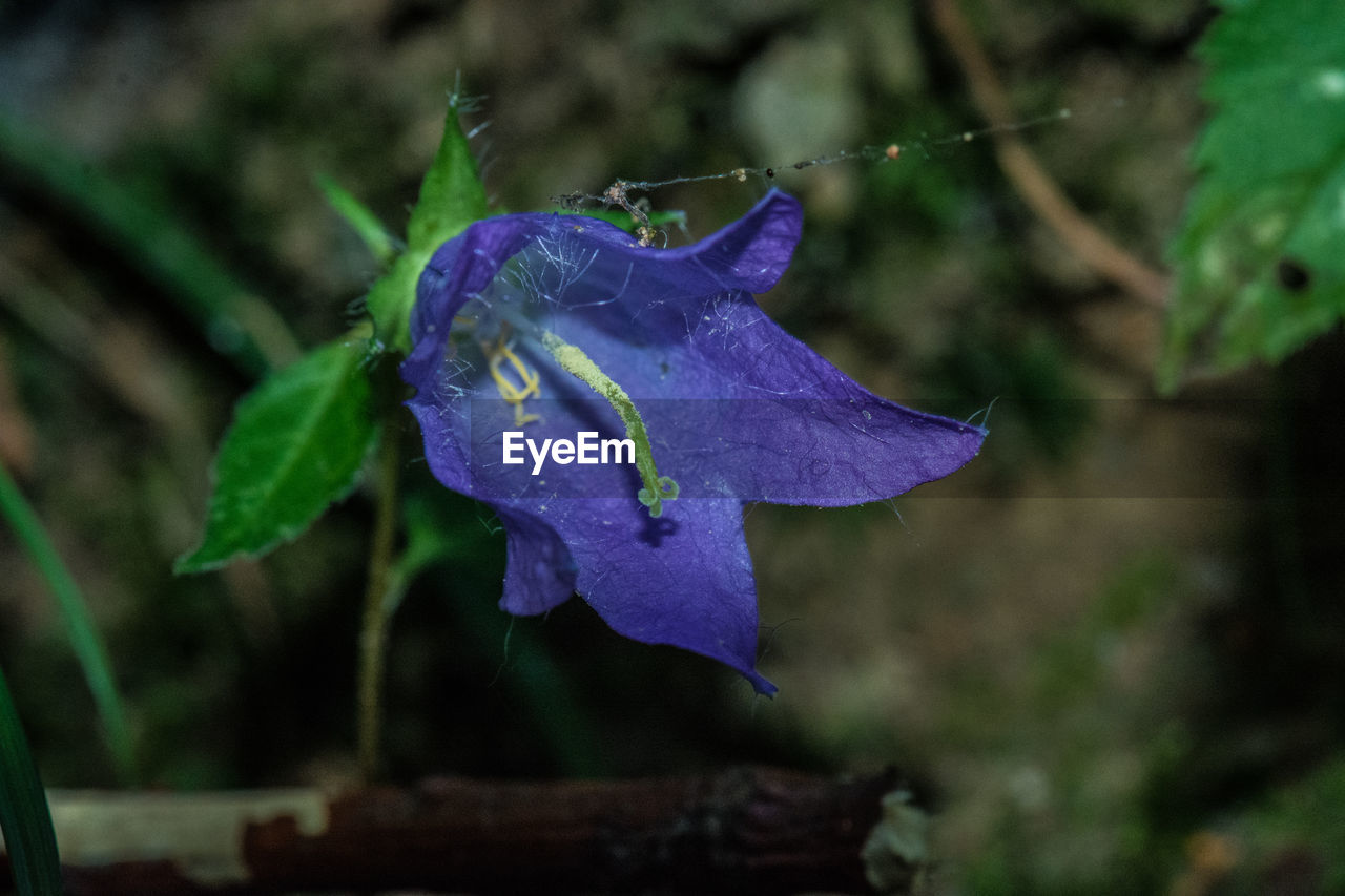 CLOSE-UP OF WATER DROPS ON PURPLE FLOWERING PLANT