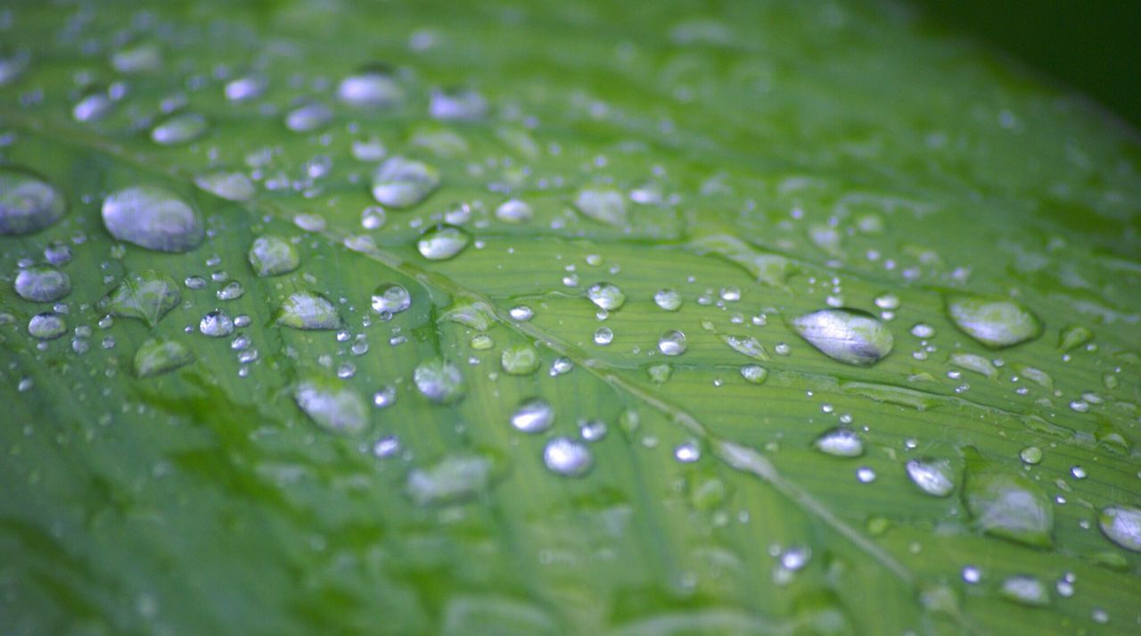 Macro shot of water drops on leaf