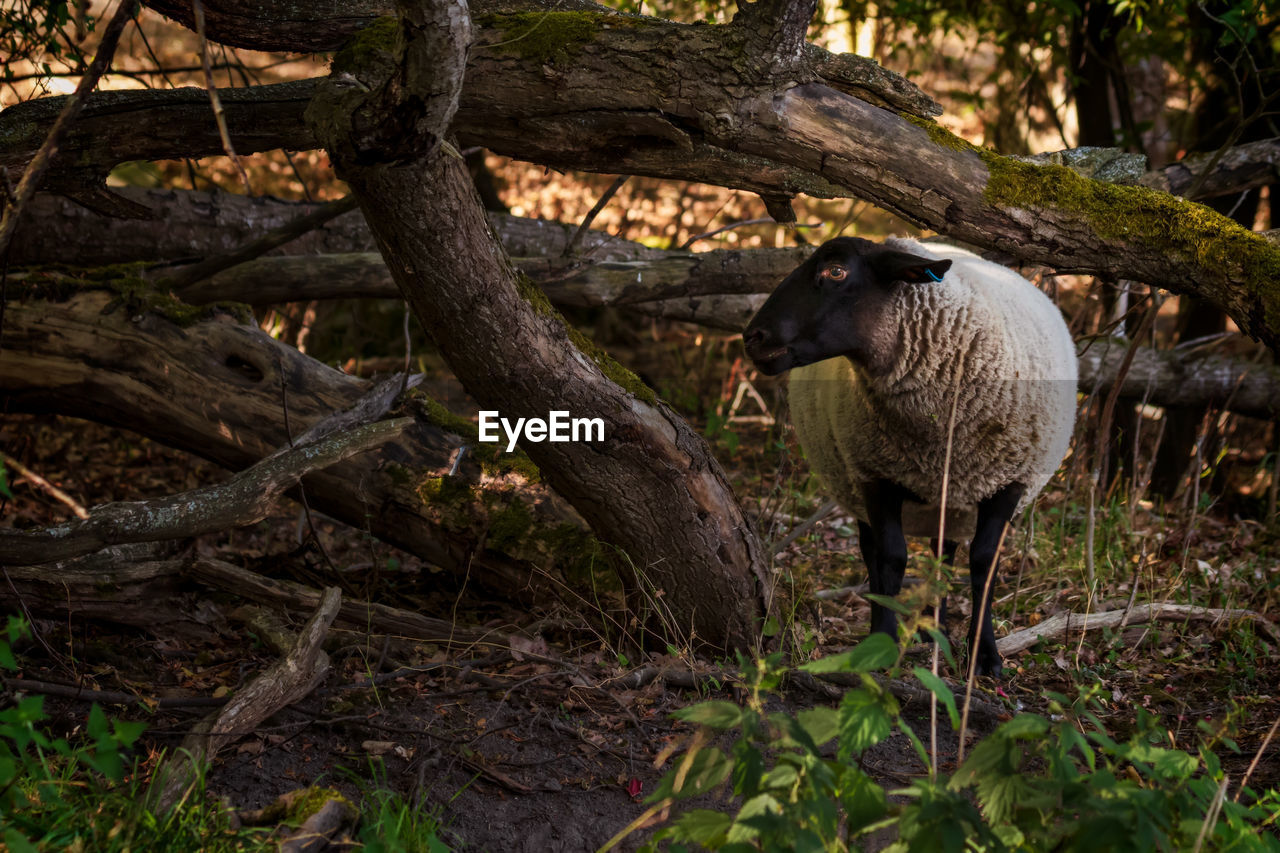 View of sheep and tree trunk in park in stockholm