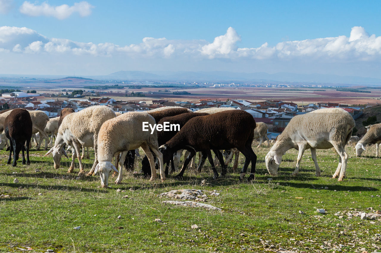 VIEW OF SHEEP GRAZING IN FIELD