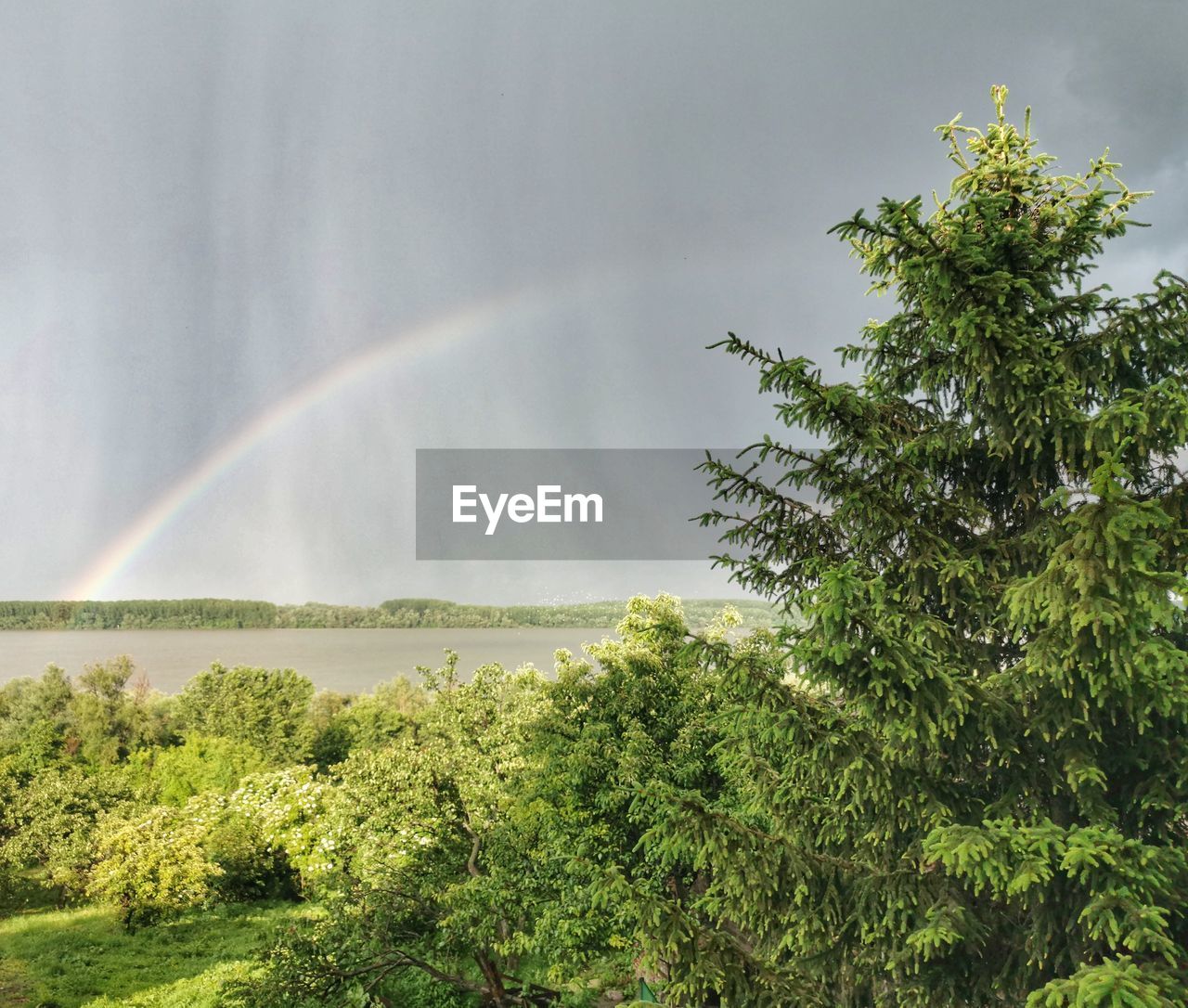 LOW ANGLE VIEW OF RAINBOW OVER TREES