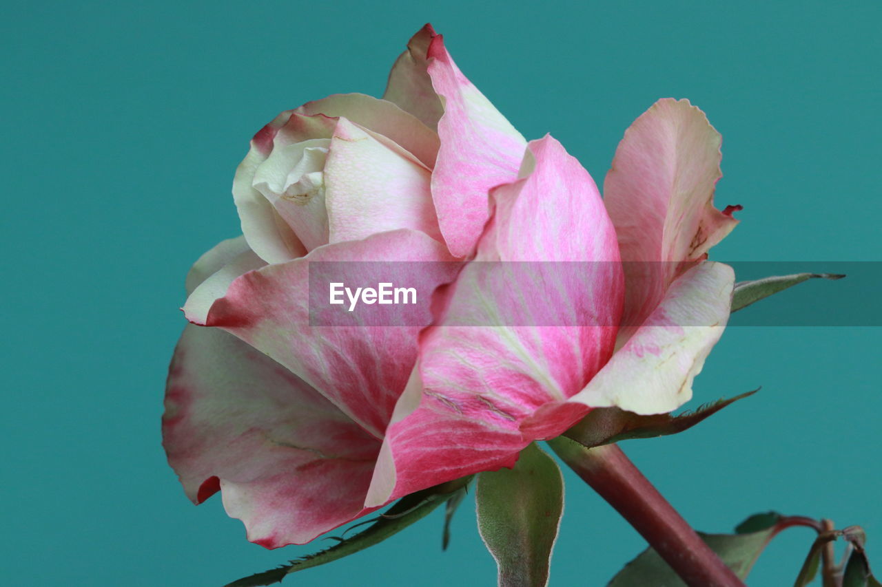 Close-up of pink rose