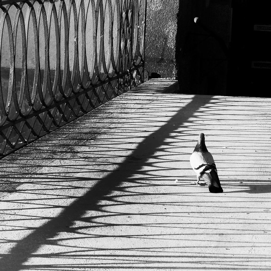 Pigeon on walkway by railing