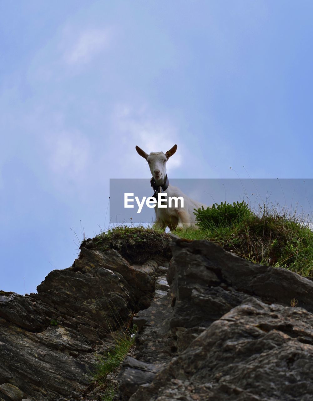 LOW ANGLE VIEW OF ANIMAL ON ROCK