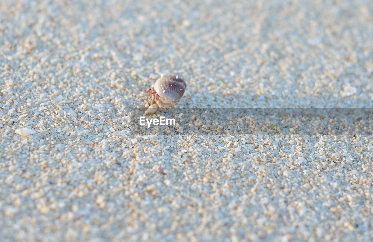 Hermit crab on sand during sunny day