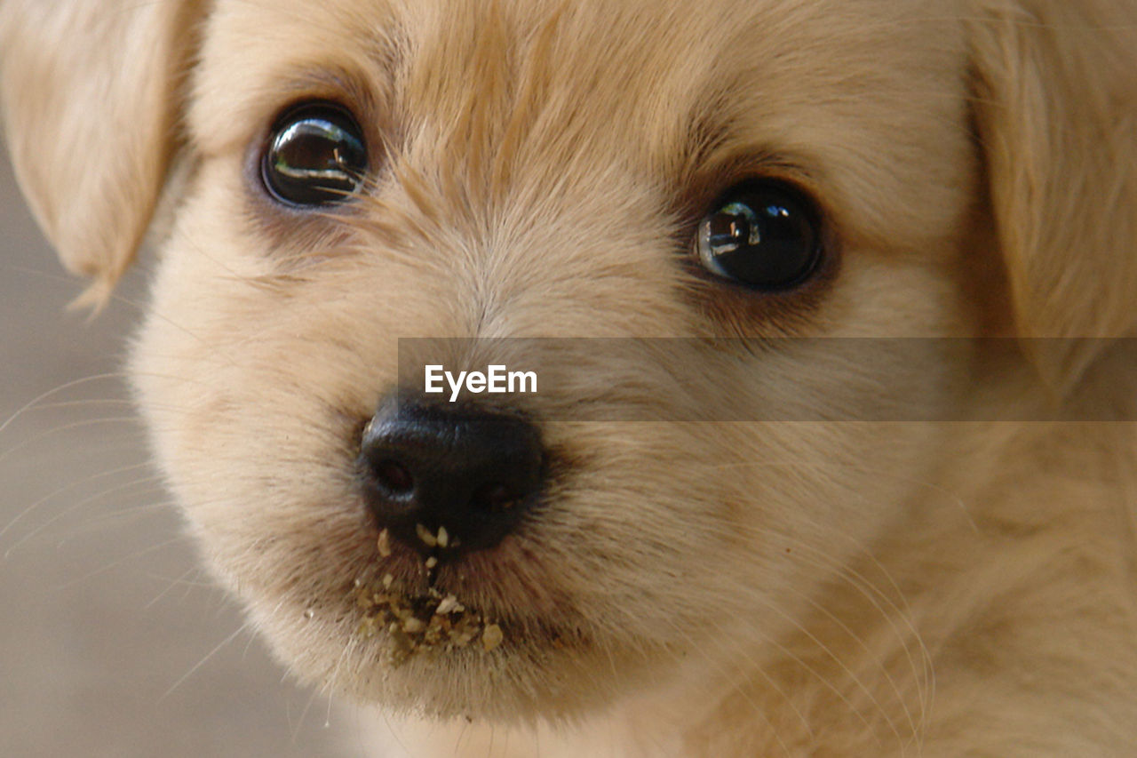 Close-up portrait of puppy with messy mouth