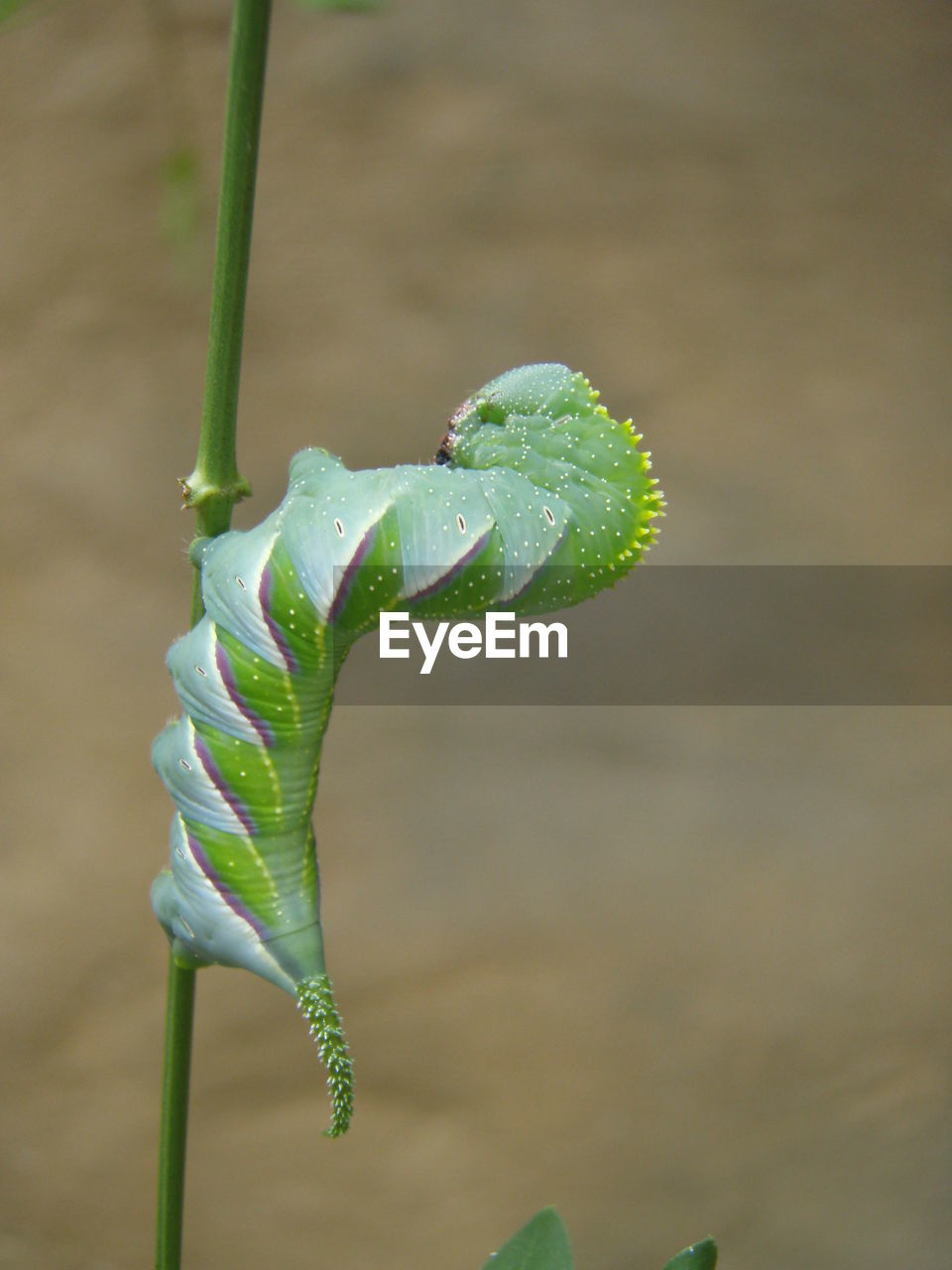 CLOSE-UP OF GREEN PLANT WITH BUD