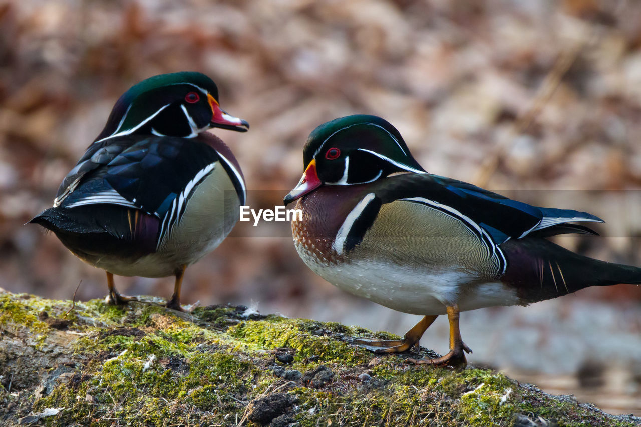 Close-up of two ducks