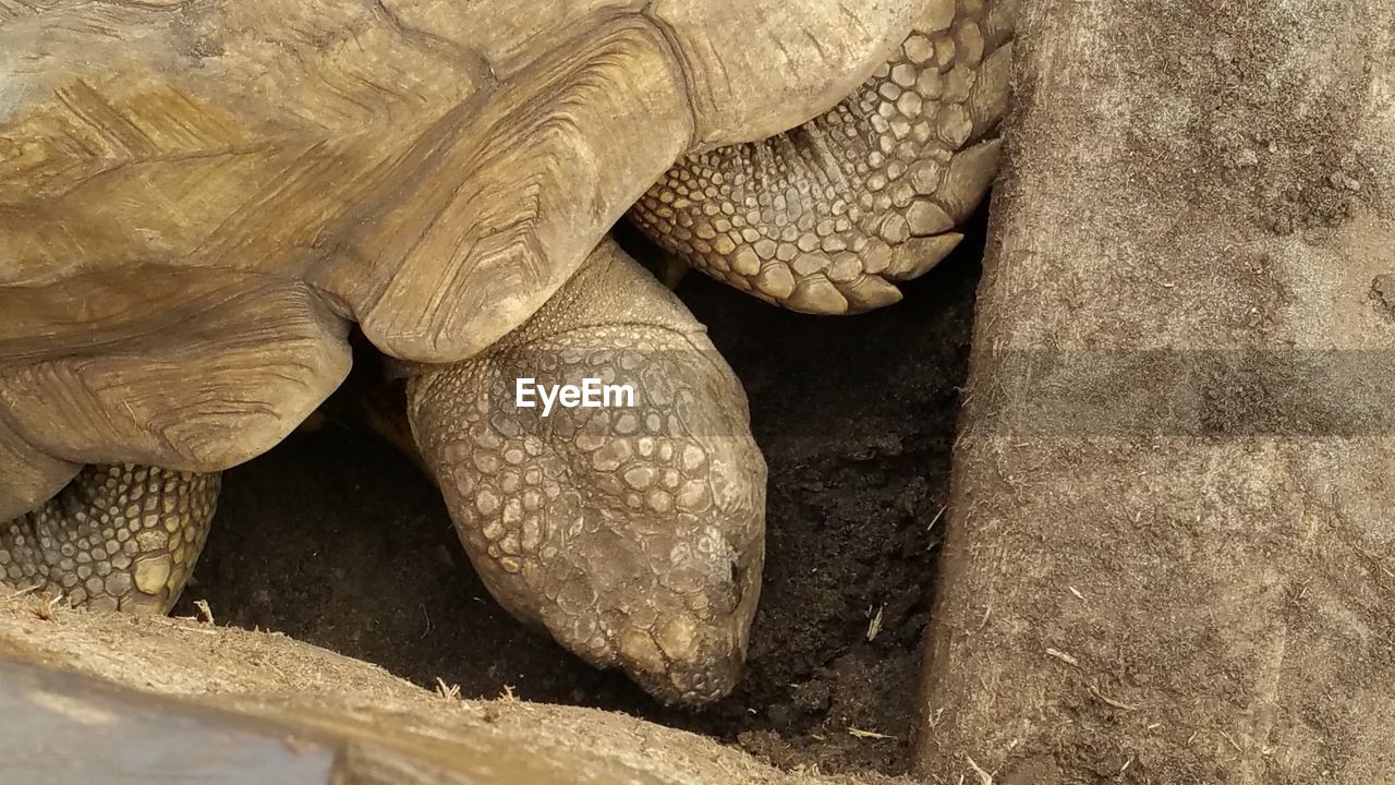 Close-up of turtle