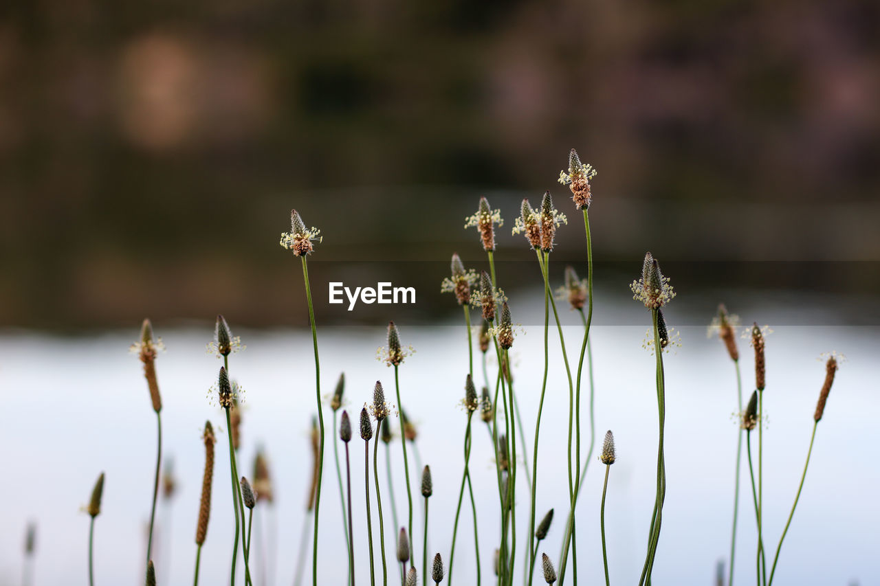 Close-up of plants against blurred background