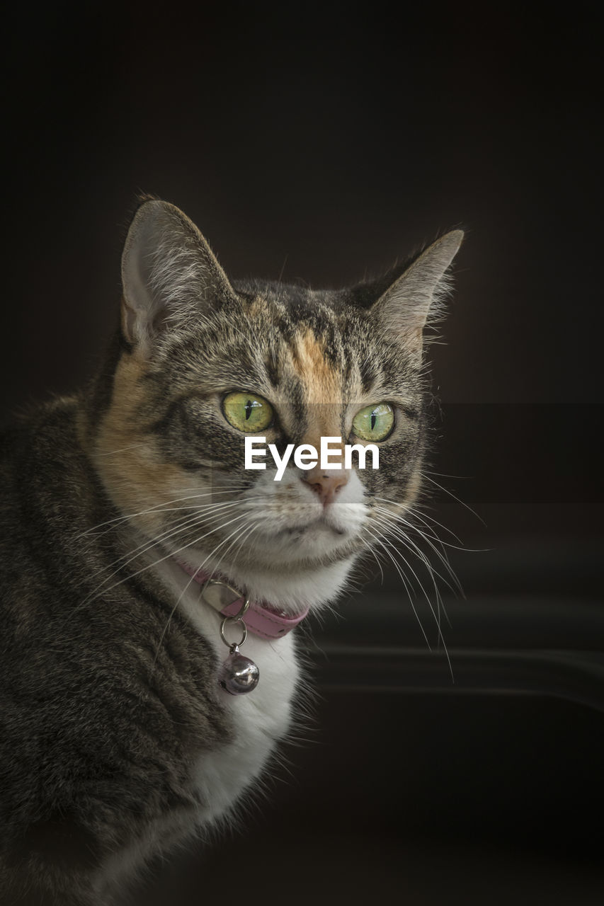 Close-up portrait of a cat over black background