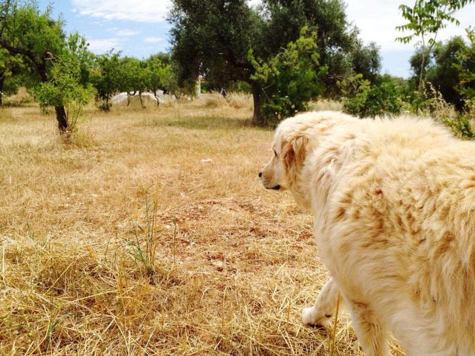 SHEEP GRAZING ON FIELD