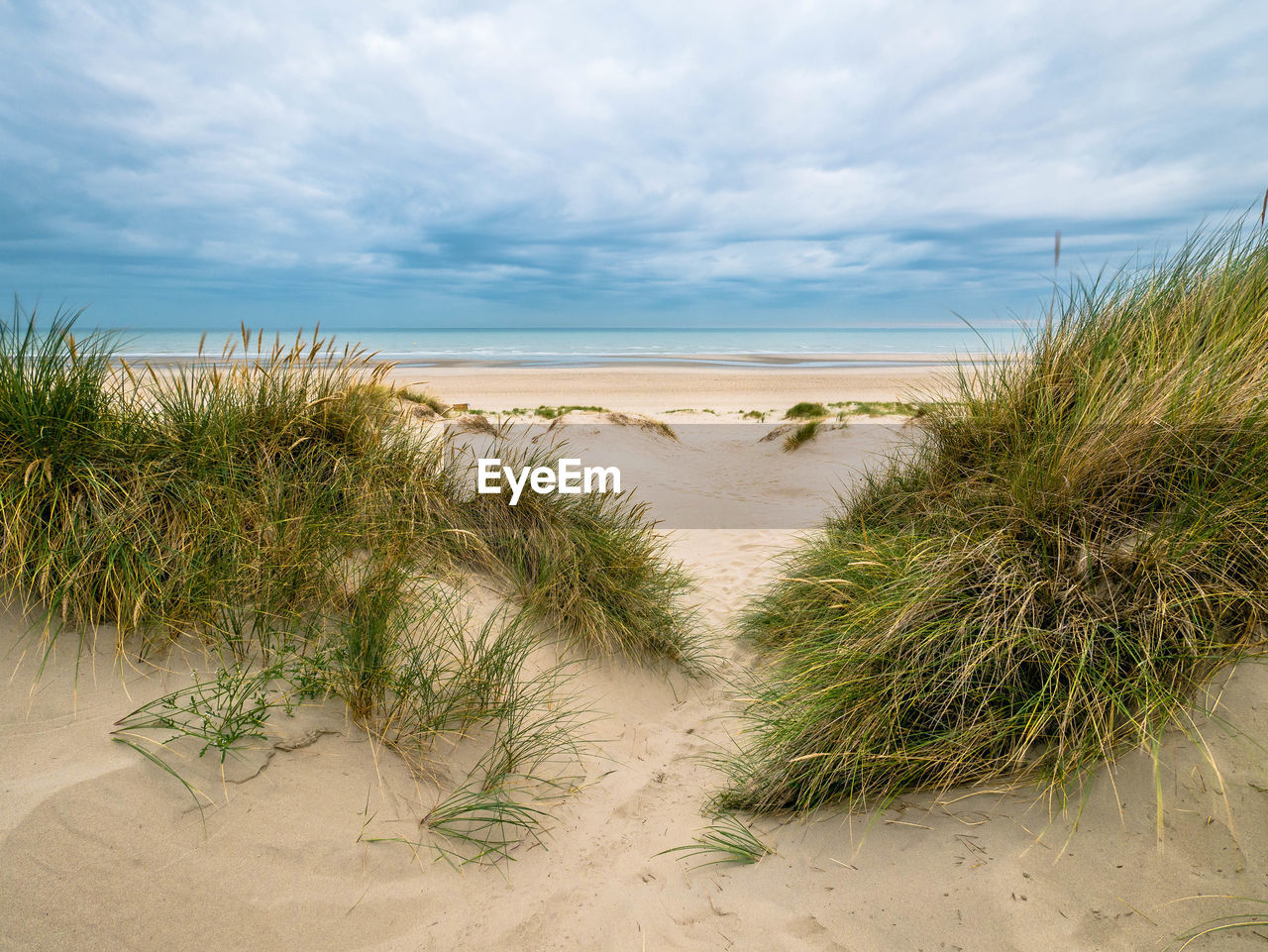 Plants growing on beach against sky