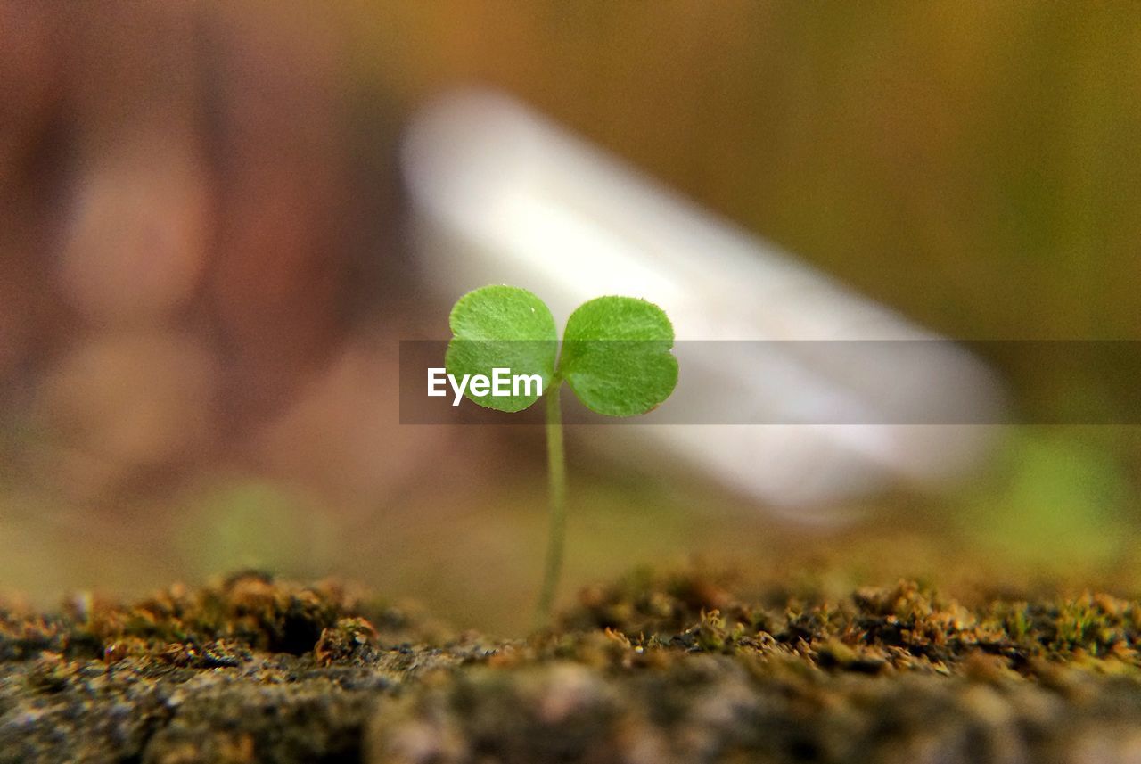 Close-up of plant growing on field