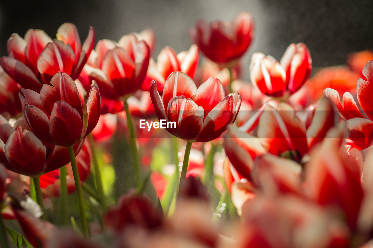 CLOSE UP OF RED FLOWERS