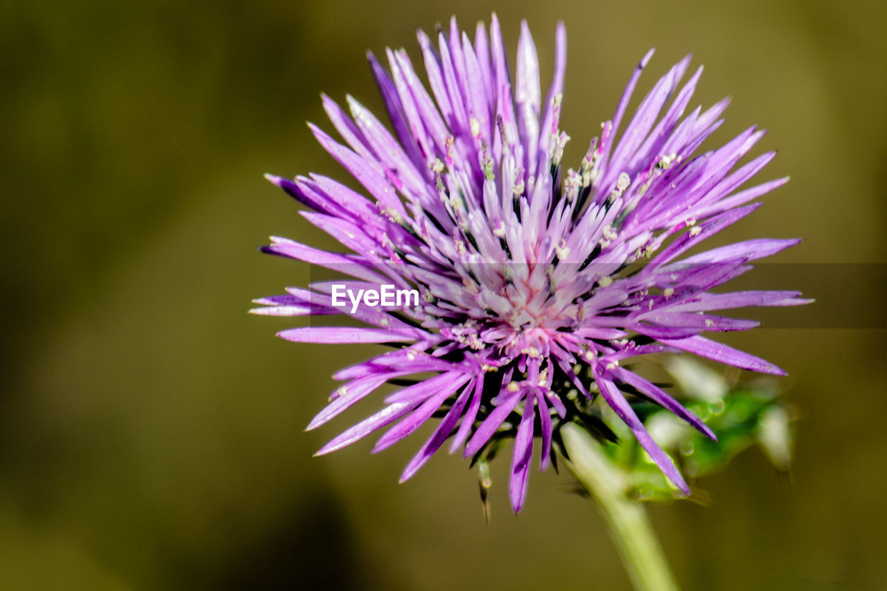 Close-up of purple thistle flower