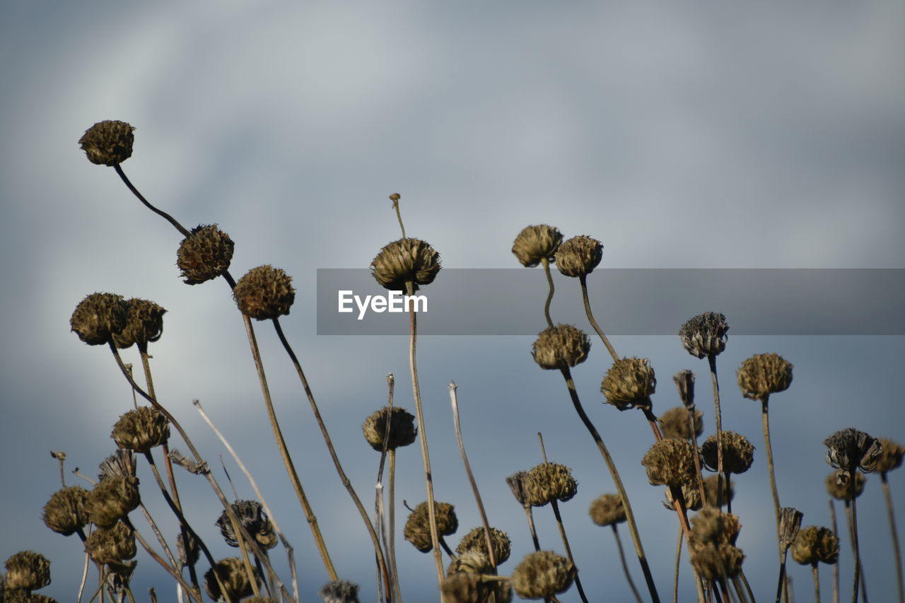 nature, plant, flower, sky, beauty in nature, growth, no people, macro photography, field, flowering plant, plant stem, cloud, outdoors, leaf, close-up, focus on foreground, day, grass, prairie, freshness, land, dry, food, tranquility