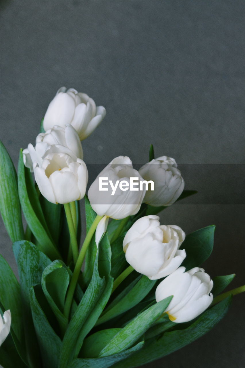 CLOSE-UP OF WHITE FLOWER PLANT